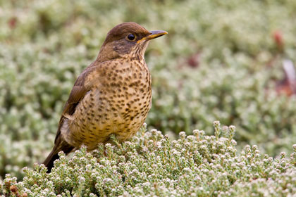 Austral Thrush Image @ Kiwifoto.com