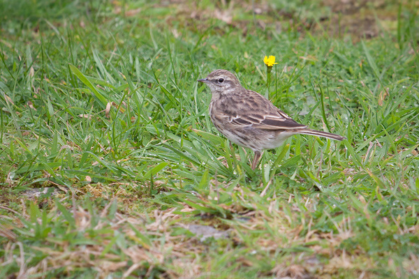 Australasian Pipit Photo @ Kiwifoto.com