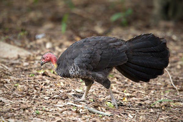 Australian Brush-turkey Image @ Kiwifoto.com
