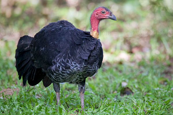 Australian Brush-turkey