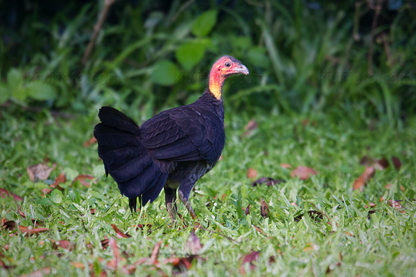 Australian Brush-turkey Picture @ Kiwifoto.com