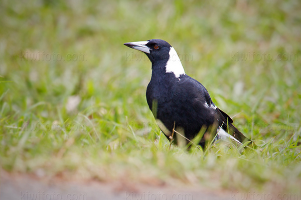 Australian Magpie Picture @ Kiwifoto.com