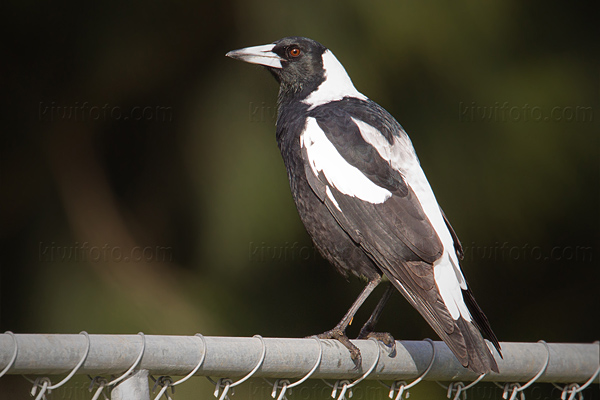 Australian Magpie Picture @ Kiwifoto.com