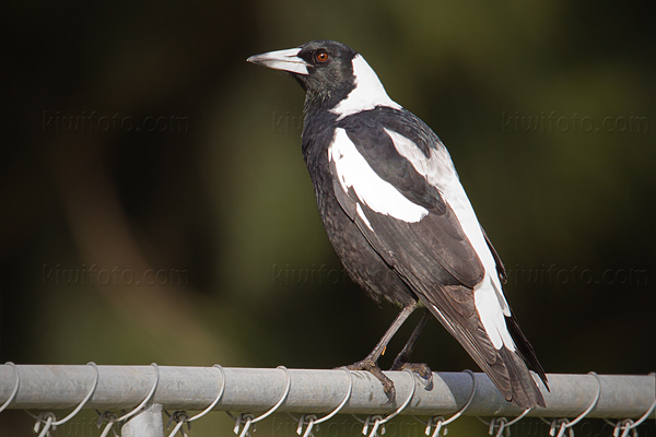 Australian Magpie