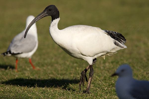 Australian White Ibis Photo @ Kiwifoto.com