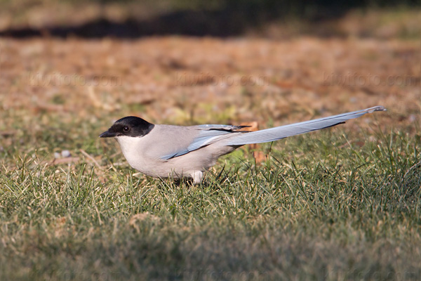 Azure-winged Magpie Image @ Kiwifoto.com