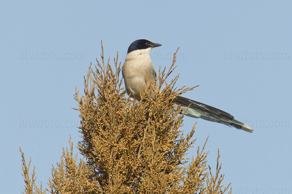 Azure-winged Magpie Image @ Kiwifoto.com