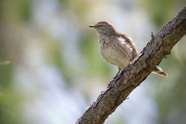 Bahama Mockingbird Photo @ Kiwifoto.com