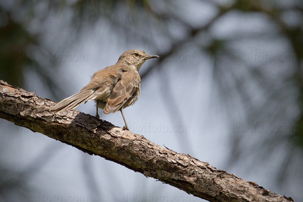 Bahama Mockingbird Photo @ Kiwifoto.com