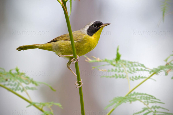 Bahama Yellowthroat, Andros Island