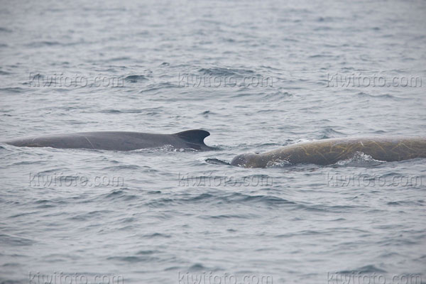Baird's Beaked Whale Photo @ Kiwifoto.com
