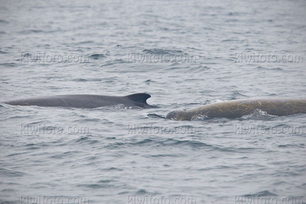 Baird's Beaked Whale Photo @ Kiwifoto.com