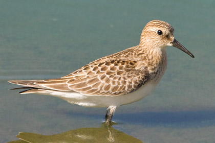 Baird's Sandpiper Image @ Kiwifoto.com