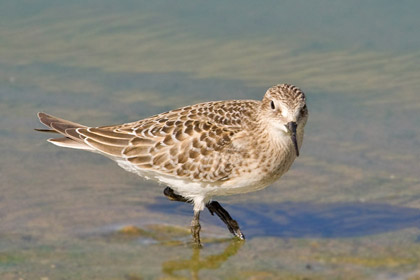 Baird's Sandpiper Photo @ Kiwifoto.com