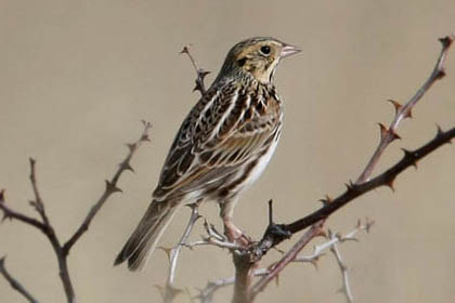 Baird's Sparrow