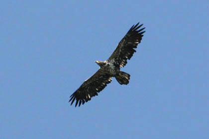 Bald Eagle (juvenile)