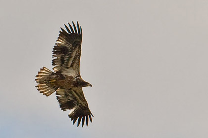 Bald Eagle (juvenile)