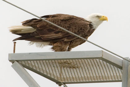 Bald Eagle Photo @ Kiwifoto.com