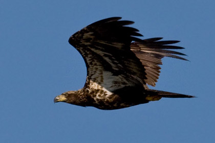 Bald Eagle Image @ Kiwifoto.com