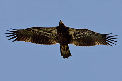 Bald Eagle (juvenile)