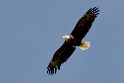 Bald Eagle Picture @ Kiwifoto.com
