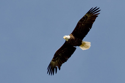 Bald Eagle Image @ Kiwifoto.com