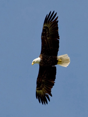 Bald Eagle Photo @ Kiwifoto.com
