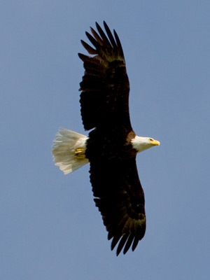 Bald Eagle Photo @ Kiwifoto.com