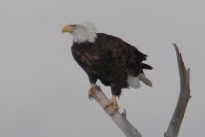 Bald Eagle Image @ Kiwifoto.com