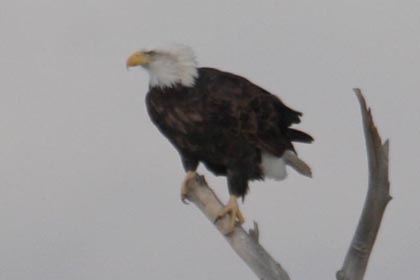 Bald Eagle Photo @ Kiwifoto.com