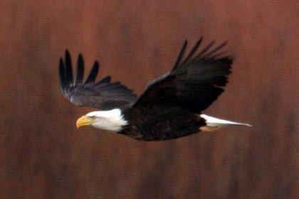 Bald Eagle Picture @ Kiwifoto.com