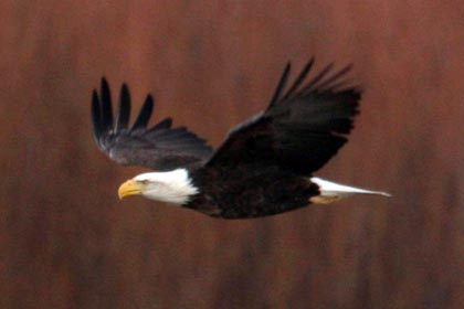 Bald Eagle Photo @ Kiwifoto.com