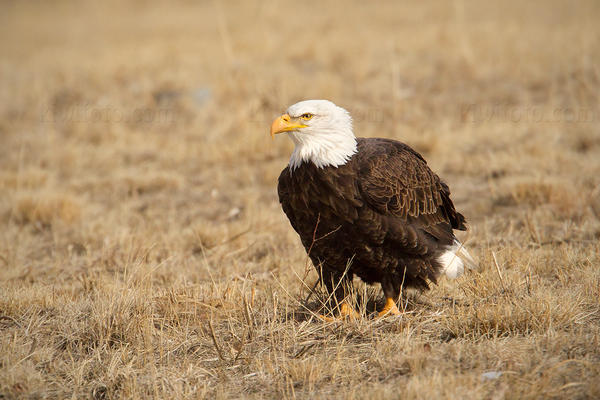 Bald Eagle Photo @ Kiwifoto.com