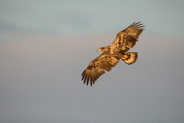 Bald Eagle (juvenile)