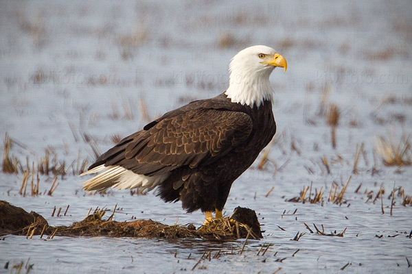 Bald Eagle Image @ Kiwifoto.com