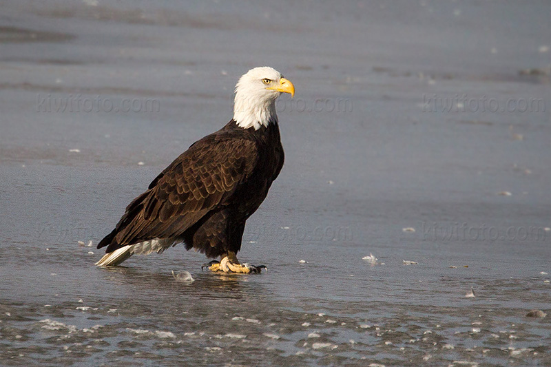 Bald Eagle Picture @ Kiwifoto.com