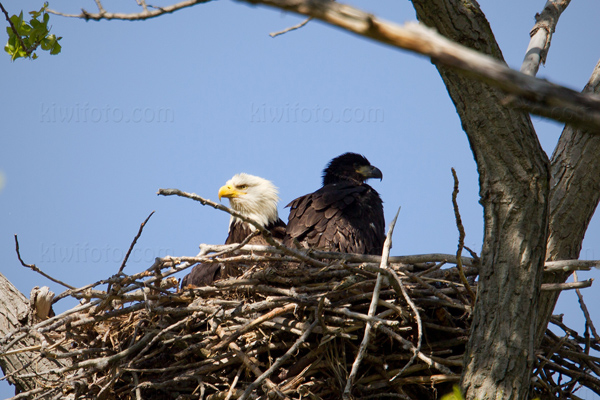 Bald Eagle Image @ Kiwifoto.com