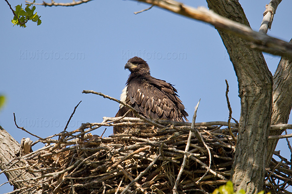 Bald Eagle Picture @ Kiwifoto.com