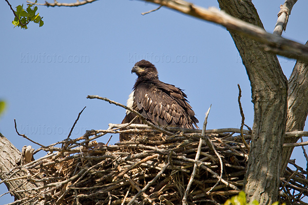 Bald Eagle Image @ Kiwifoto.com