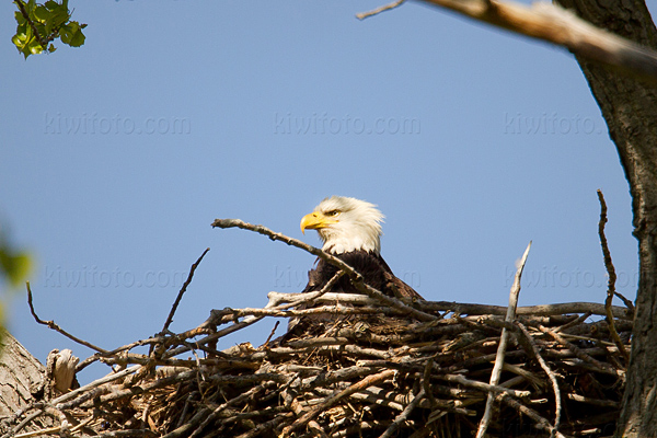Bald Eagle Picture @ Kiwifoto.com