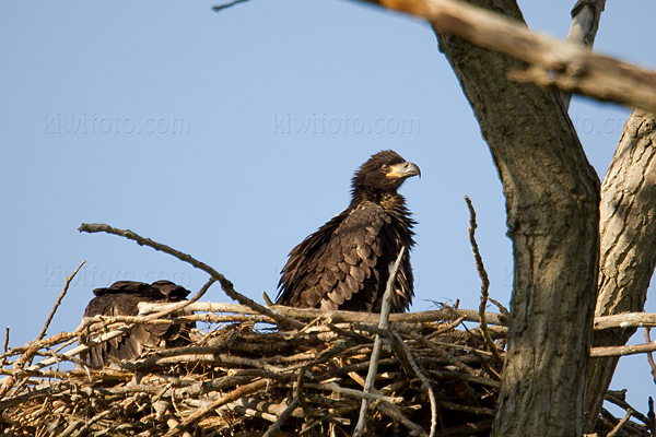 Bald Eagle Image @ Kiwifoto.com