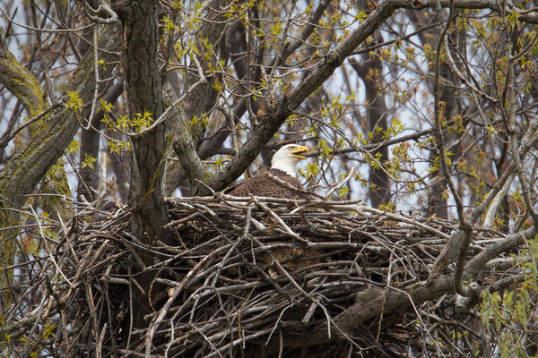 Bald Eagle Picture @ Kiwifoto.com