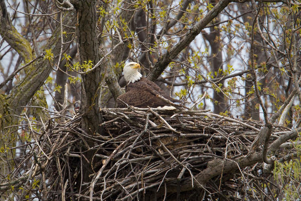 Bald Eagle Image @ Kiwifoto.com