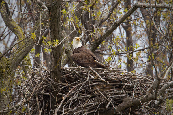 Bald Eagle Picture @ Kiwifoto.com