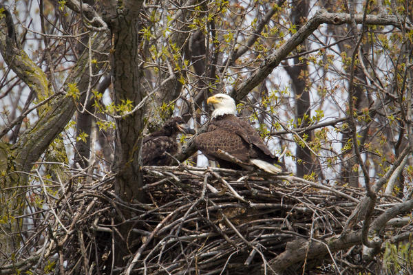 Bald Eagle Picture @ Kiwifoto.com