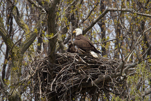 Bald Eagle Image @ Kiwifoto.com