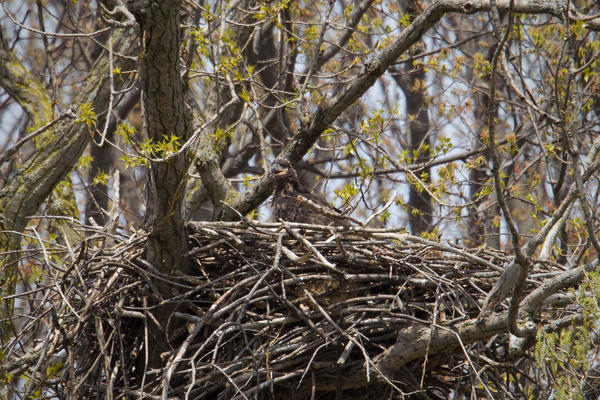 Bald Eagle Image @ Kiwifoto.com