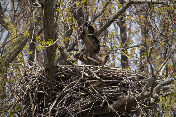 Bald Eagle Image @ Kiwifoto.com