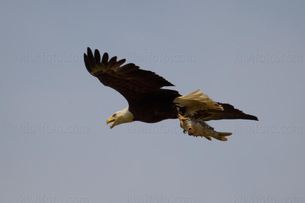 Bald Eagle Photo @ Kiwifoto.com