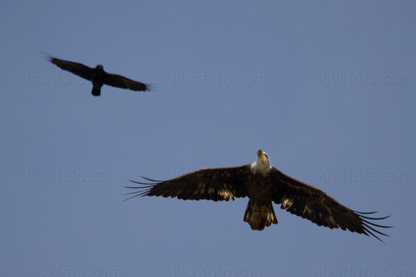 Bald Eagle Image @ Kiwifoto.com